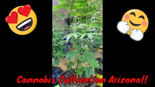 Free My Cure a Beautiful Caregiver's Grow
