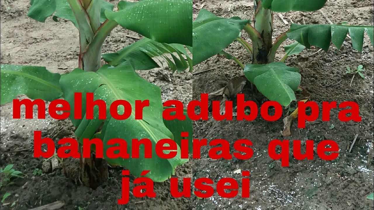 🔴MELHOR ADUBO PRA BANANEIRAS QUE JÁ USEI - YouTube