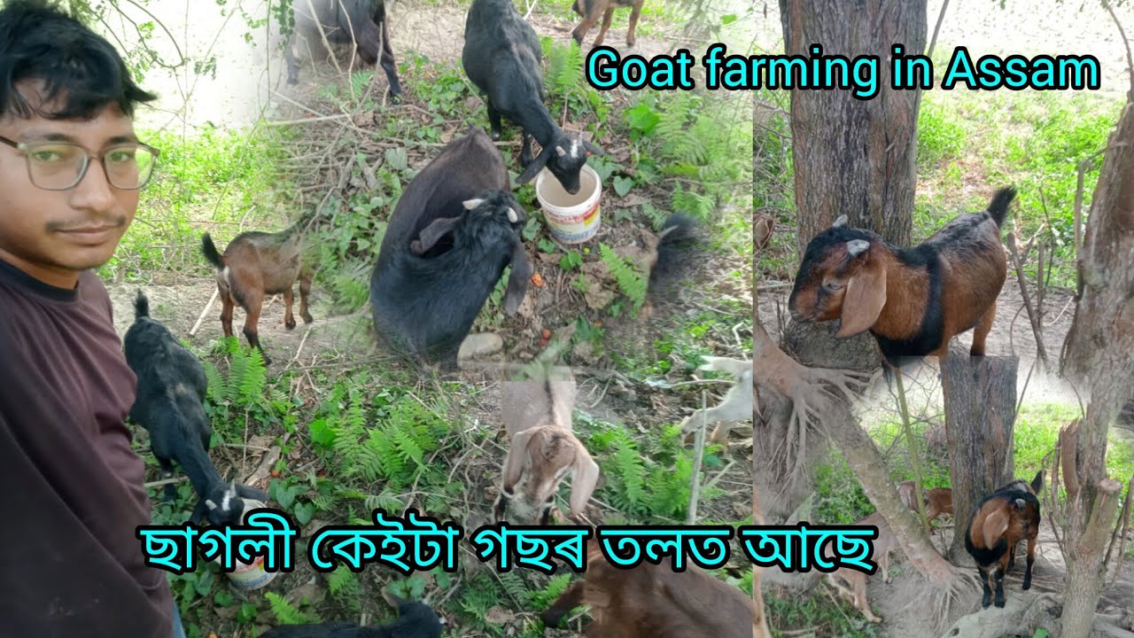 ছাগলী কেইটা গছৰ তলত আছে // Goat Farming in Assam #hirak111 #goatfarminassam #goatfarming #goat #11