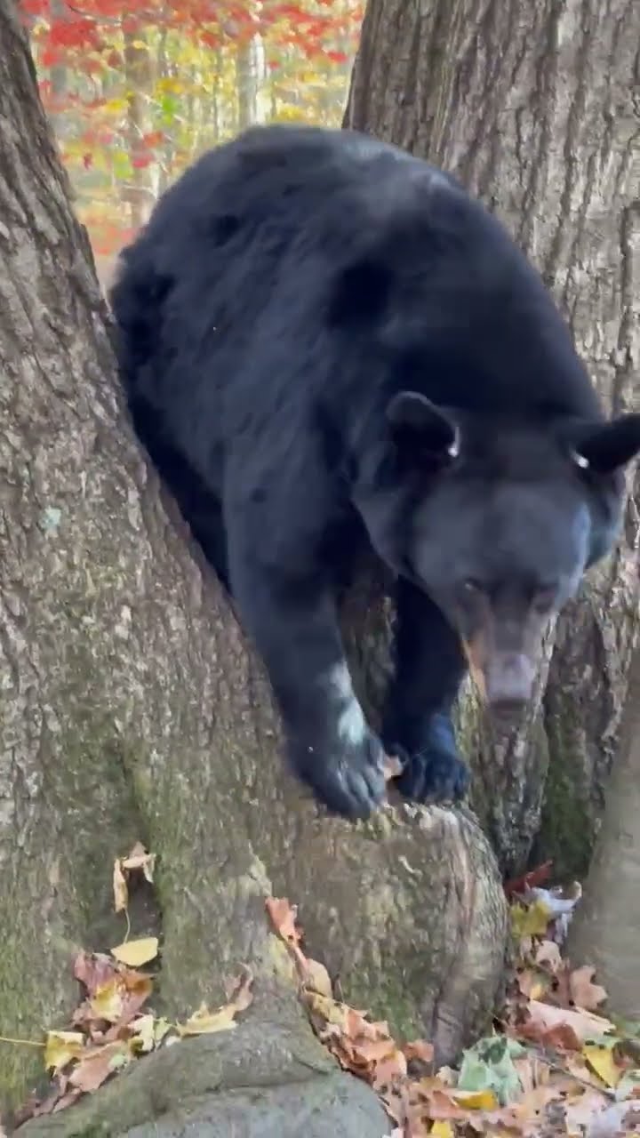 Sleepy Bear Rests in Tree || ViralHog