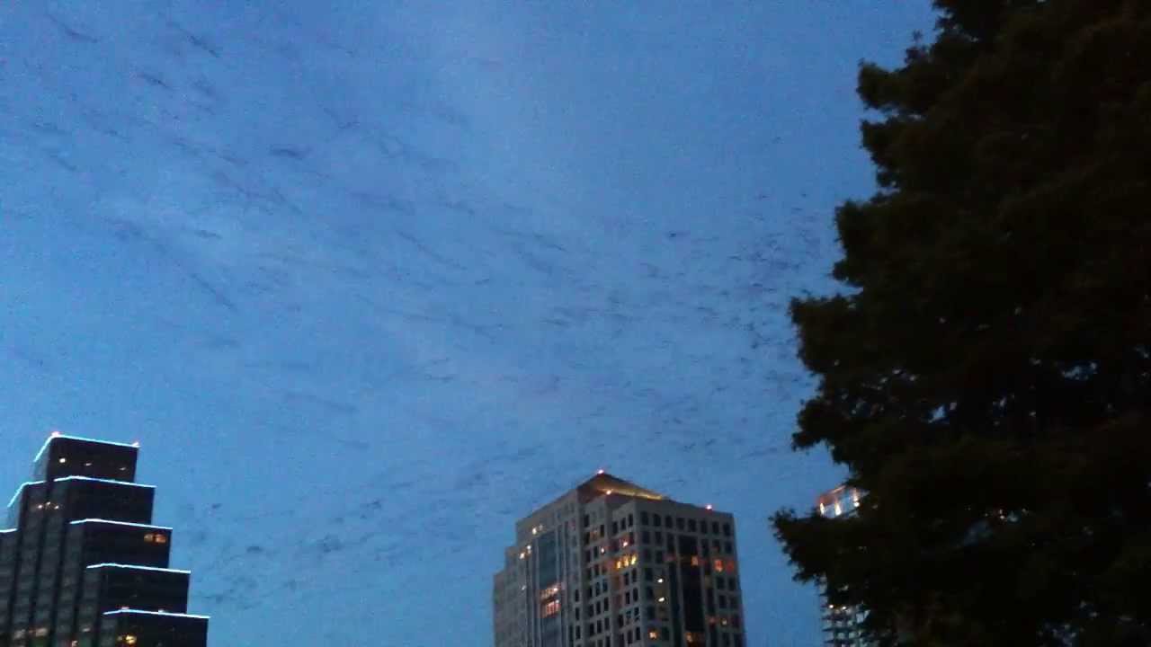 Bats flying out for feeding in Austin, TX YouTube