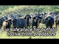 A safe place for buffalo to live from predator || animal planet || nature birds sound