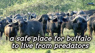 A safe place for buffalo to live from predator || animal planet || nature birds sound