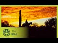 Wild and the West - The Secrets of Nature