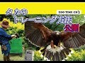 ★【ハリスホーク飼育】タカのトレーニング方法公開 [Harris Hawk Breeding] Hawk training method released @ZOOTIMEch