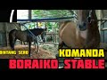 MAIN KE BORAIKO STABLE  || KONTINGEN PALU ( SULAWESI TENGAH ) || EVENT SULAWESI DERBY