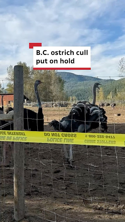 B.C. ostrich cull put on hold