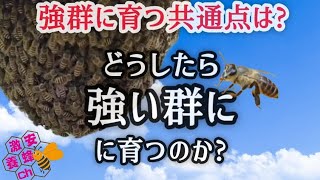 強群が多い飼い主。弱小群が多い飼い主。それぞれの違いを考えてみました。日本蜜蜂重箱養蜂