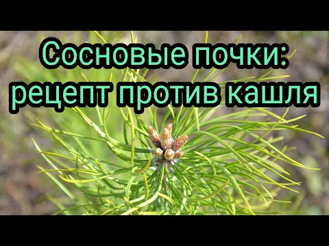 Сосновые почки: рецепт