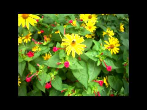 Клумба у дома.A flower bed by the house.