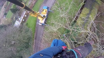 Tim Q. // TWO BIG BEECH TREE REMOVAL WITH A 35T CRANE