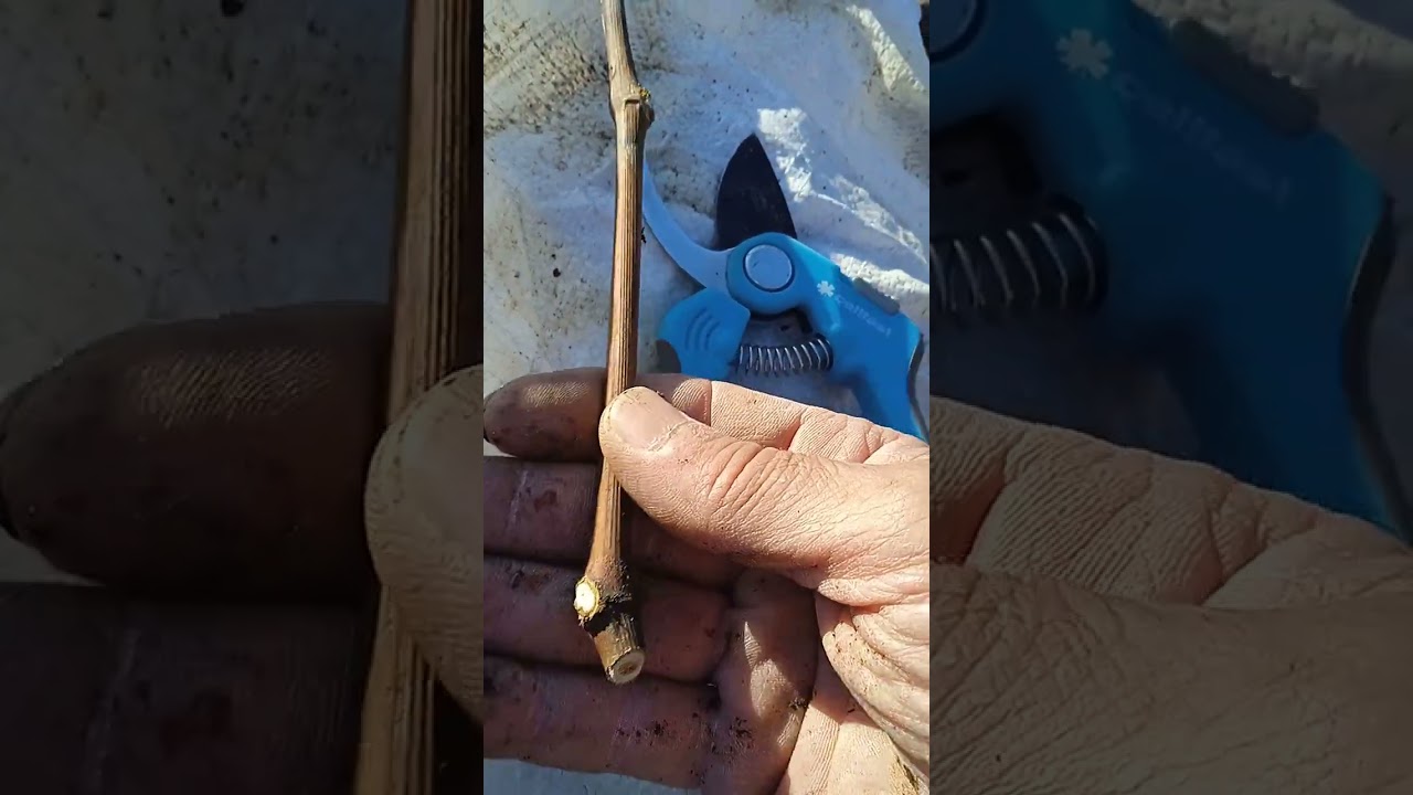 Rod bogat din pământ sărac.