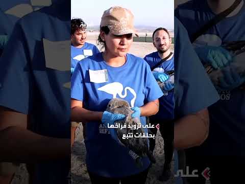 استعادة تكاثر الفلامنغو في إحدى أكبر مستعمرات أوروبا