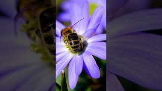 Fascinating sight of bees creating honey | Bee | Nature statisfying shortsvideo shorts viral