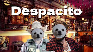 Despacito(Dog Cover)