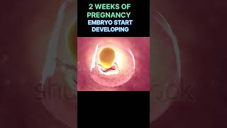 2 WEEKS OF PREGNANCY FETUS START DEVELOPING#shortsfeed #mother #motherhood #pregnancy #shorts #baby