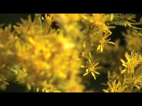 Video: Guldplaceringer Af Solidago. Bekendtskab