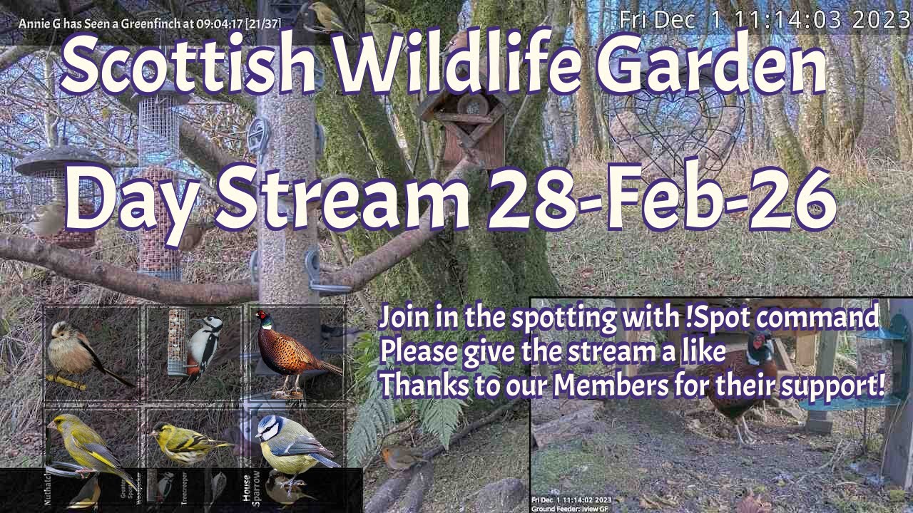 LIVE 🔴 Bird Feeders, Wildlife Cameras Scotland UK from Scottish Wildlife Garden