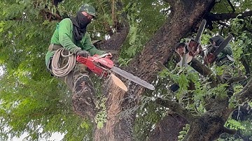 Cưa cây me chua siêu nhánh , Nghiêng vào nhà . Ở gần  chợ  voi  .Cưa cây kỷ thuật cao