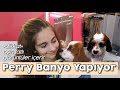 KÖPEK BANYOSU | Perry’yi Yıkıyoruz ve Şapşal Hallerine Gülüyoruz🥰