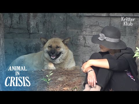 Köpek Kışın Terk Edildi, Hamile | Animal in Crisis Ep 321