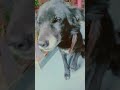 #funny#2026#explore#update #trending#vlog#love#dog#comedy#viral#like#update