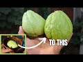 How I Start My Chocho Chayote At Home How I Start My Chocho Chayote At Home