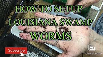 Introducing My New worm species, TheGardenAndWormLady.com @DaKineGardenStuff