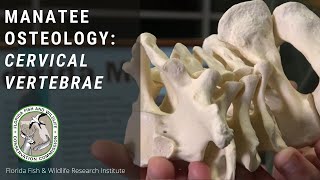 Manatee Osteology: Cervical Vertebrae