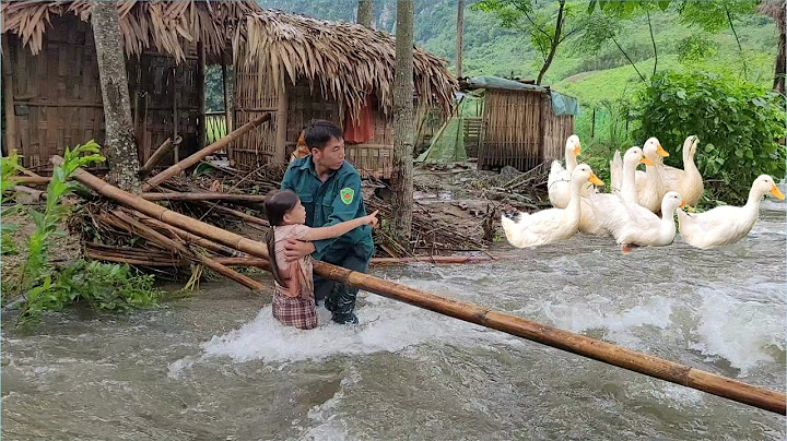 After a night of sleep, a terrible flood swept away all of Thu's ducks and chickens.