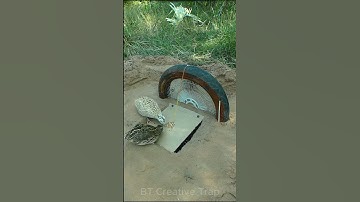 Create Amazing Trap - Quail Trap #Creative bird trap #shorts