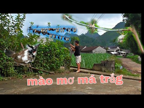 Video Bẫy chào mào mơ má trắg ngay cạnh nhà và bẫy chim bằng... - youtube