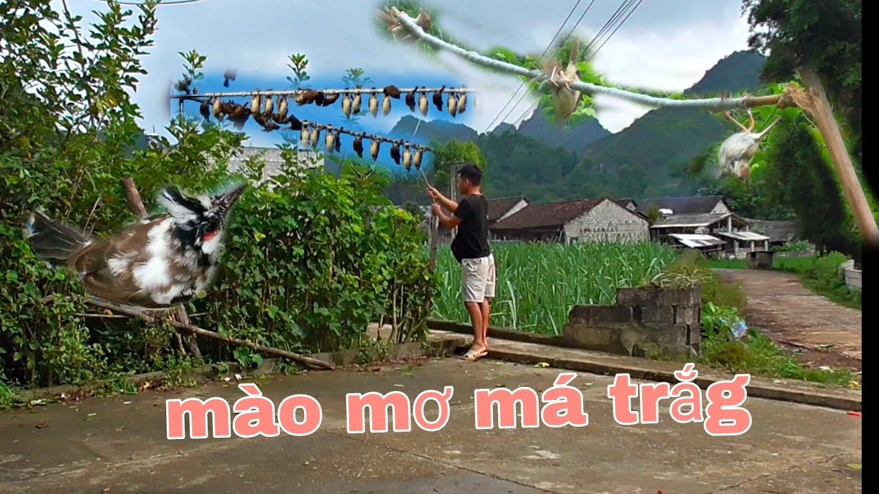 Bẫy chào mào mơ má trắg ngay cạnh nhà và bẫy chim bằng keo dính rất nhiều chim |Huy sky