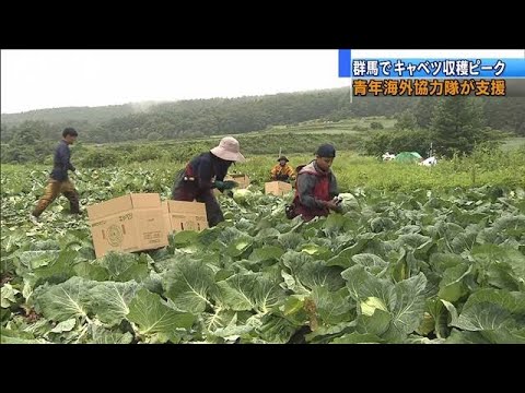 人手不足の農家を支援　青年海外協力隊「やりがい」(20/07/25)