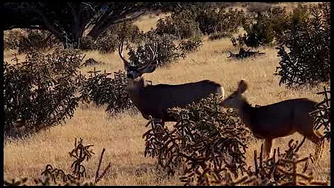 2021 The Choice - Episode 2 - Colorado Mule Deer Madness - Part 2