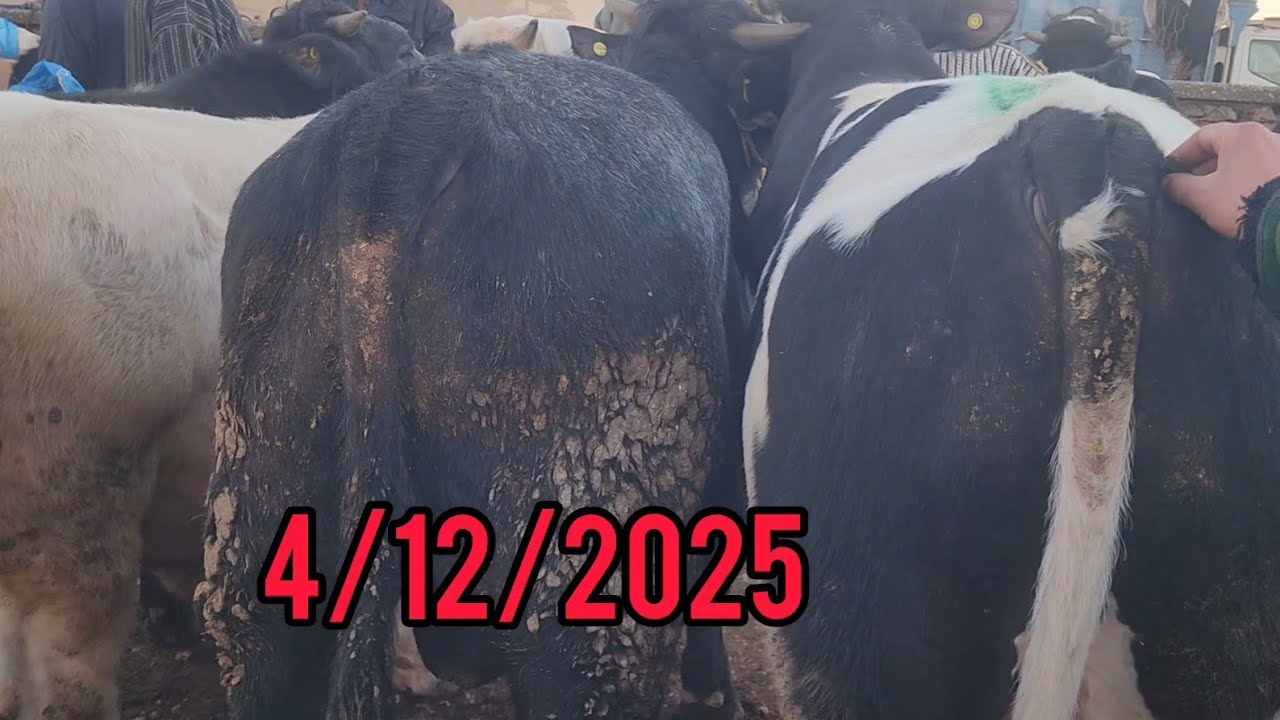 مباشرة من سوق الأسبوعي خميس سيدي حجاج مع تمن عجول عجلات بكرات🇲🇦