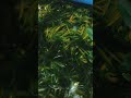 aquarium plants growing setup #aquarium #feeds