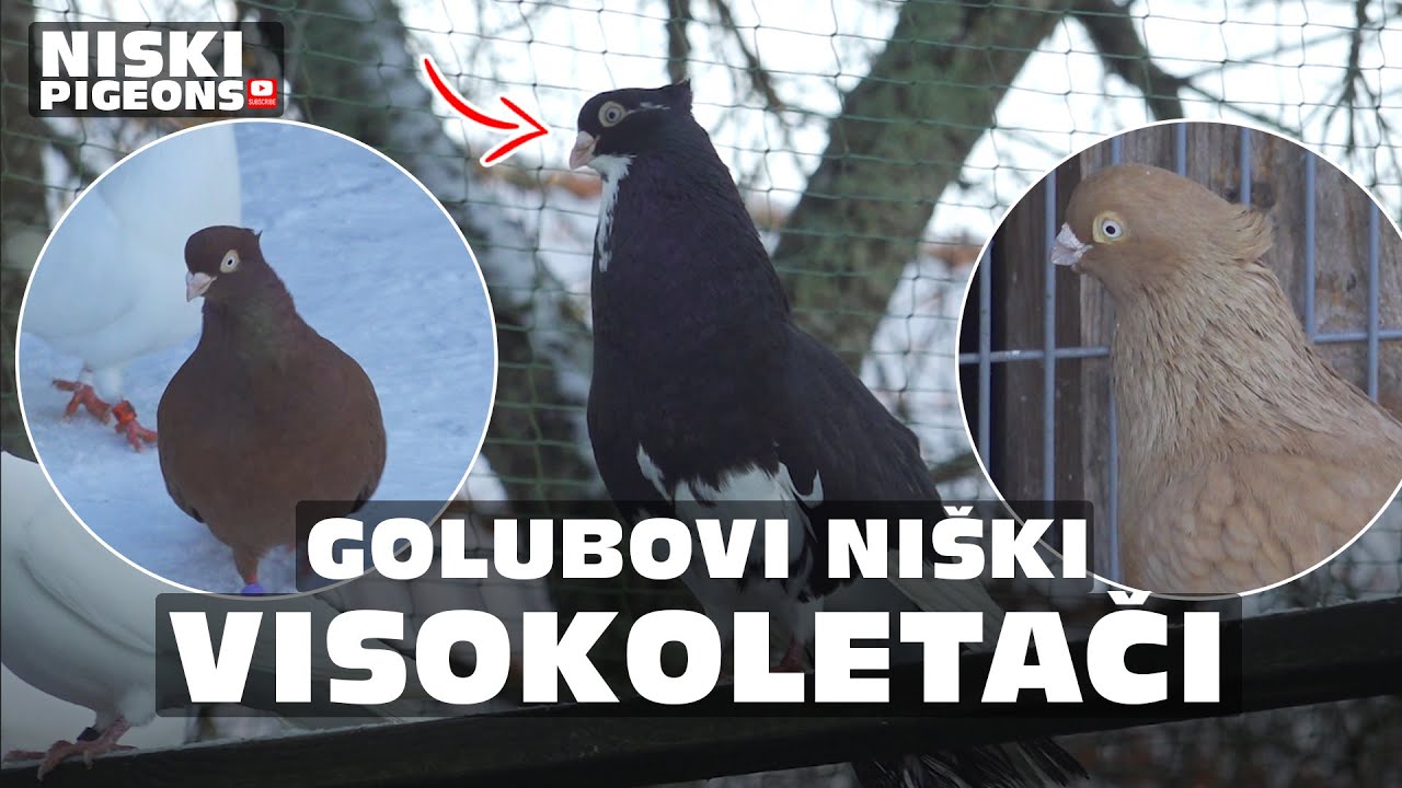Golubovi Niski Visokoletaci, Pllumat Shpicat, Niski Pigeons