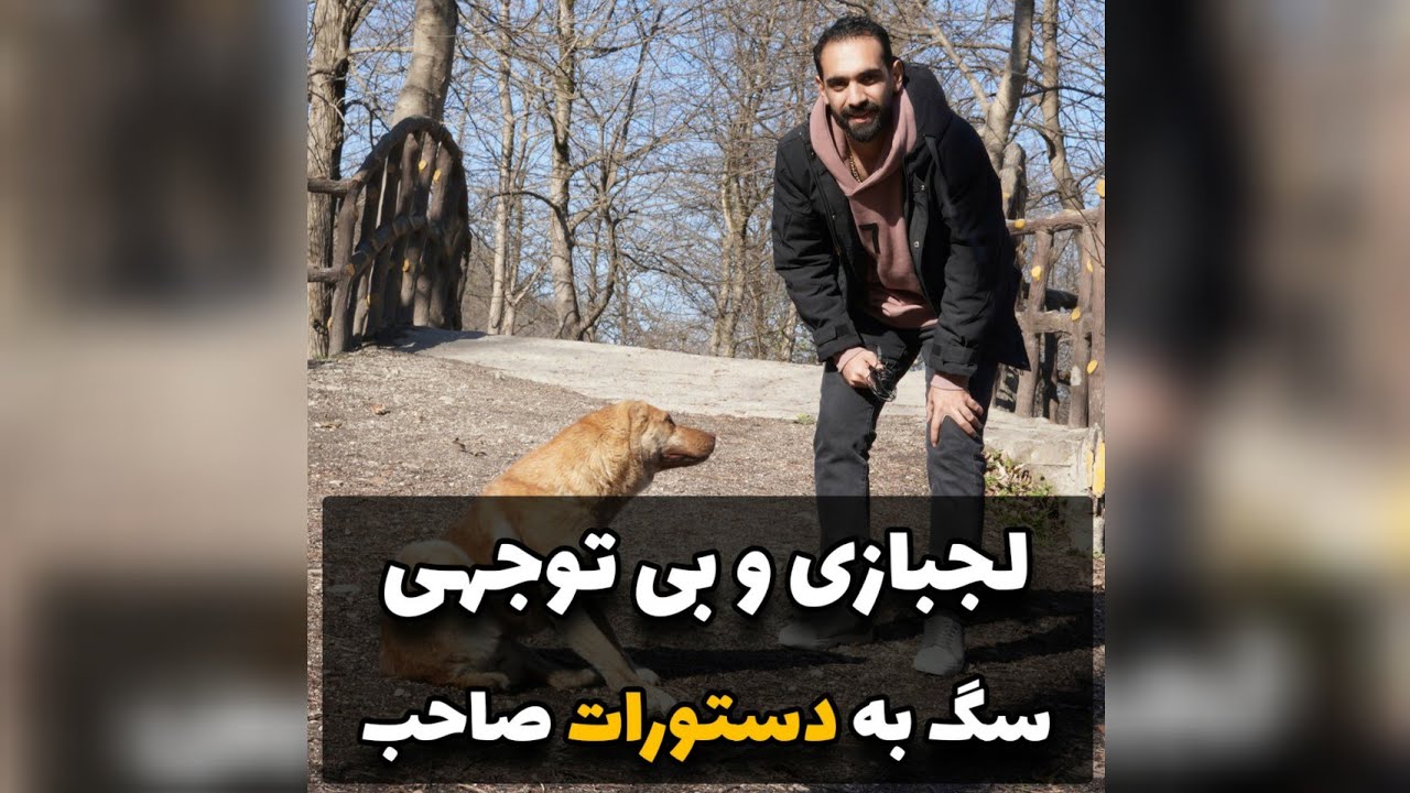 لجبازی و بی توجهی سگ به صاحبش