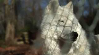 The Wolf Conservation Center