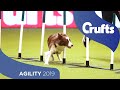 Agility – Crufts Singles Final: Small, Medium and Large | Crufts 2019