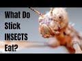 What do Stick Bugs Eat - What do Stick Insects Eat - What to Feed Stick Bugs