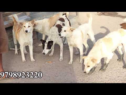 street-dog-hungry-during-cronavirush-lockdown-india