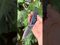 Spyderco Manix 2 S110V Knife Contoured Damtanium CamoCarbon Scales ThirdThreshold Eric Glesser #edc