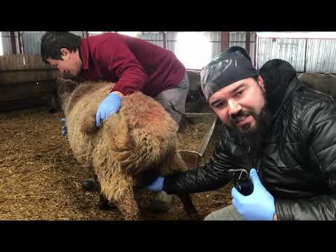 Video: Koç Nasıl Anlaşılır