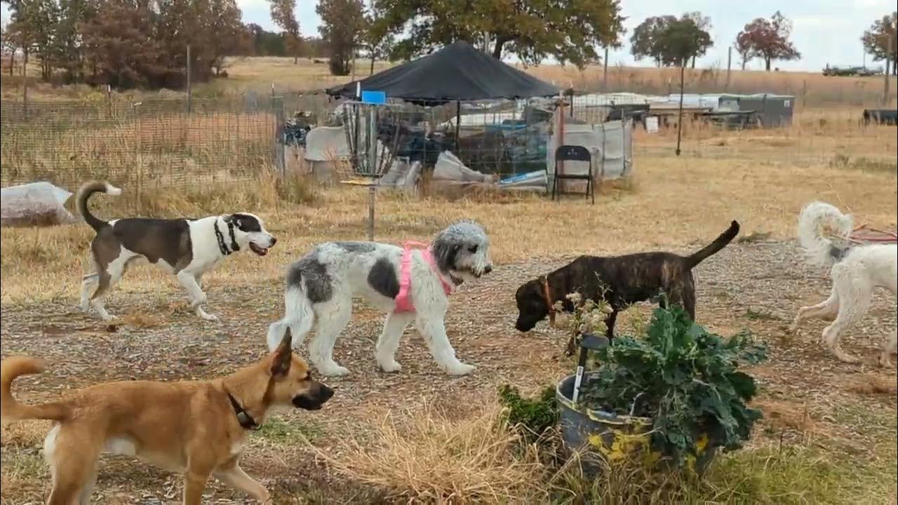 Dog day camp (11/3/22) YouTube