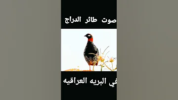 صوت طائر الدراج صوت دراج 