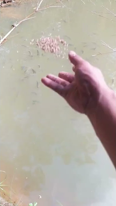 budidaya ikan mujair.. modal kecil.