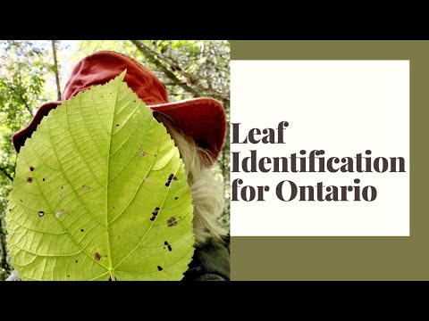 Leaf Identification for Ontario