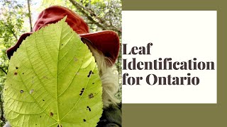 Leaf Identification for Ontario